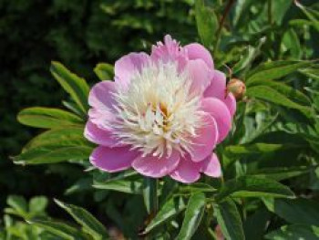 Asiatische Edel-Pfingstrose 'Bowl of Beauty', Paeonia lactiflora 'Bowl of Beauty', Wurzelware von Paeonia lactiflora 'Bowl of Beauty'
