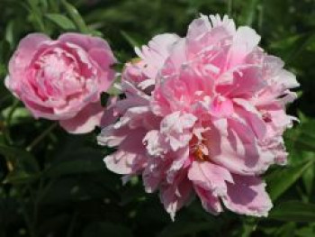 Pfingstrose 'Catharina Fontijn', Paeonia lactiflora 'Catharina Fontijn', Wurzelware von Paeonia lactiflora 'Catharina Fontijn'