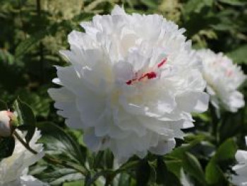 Pfingstrose 'Couronne d'Or', Paeonia lactiflora 'Couronne d'Or', Topfware von Paeonia lactiflora 'Couronne d'Or'