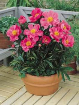 Pfingstrose 'Dancing Butterfly', Paeonia lactiflora 'Dancing Butterfly', Topfware von Paeonia lactiflora 'Dancing Butterfly'