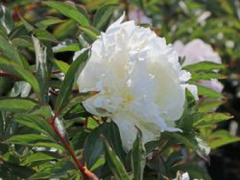 Pfingstrose 'Duchesse de Nemours', Paeonia lactiflora 'Duchesse de Nemours', Containerware von Paeonia lactiflora 'Duchesse de Nemours'