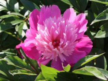Pfingstrose 'Edulis Superba', Paeonia lactiflora 'Edulis Superba', Containerware von Paeonia lactiflora 'Edulis Superba'