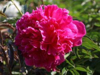 Asiatische Pfingstrose 'Felix Crousse', Paeonia lactiflora 'Felix Crousse', Wurzelware von Paeonia lactiflora 'Felix Crousse'