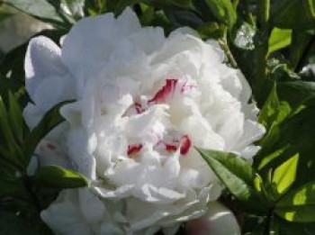 Asiatische Edel-Pfingstrose 'Festiva Maxima', Paeonia lactiflora 'Festiva Maxima', Wurzelware von Paeonia lactiflora 'Festiva Maxima'