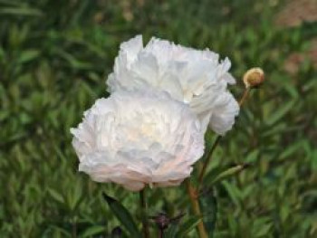 Asiatische Pfingstrose 'Gardenia', Paeonia lactiflora 'Gardenia', Wurzelware von Paeonia lactiflora 'Gardenia'