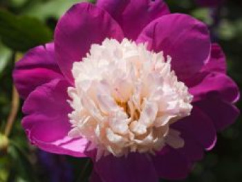 Pfingstrose 'Gay Paree', Paeonia lactiflora 'Gay Paree', Topfware von Paeonia lactiflora 'Gay Paree'