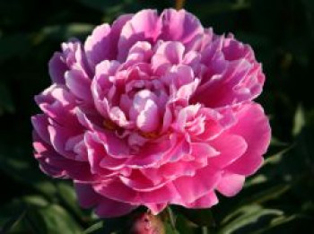 Pfingstrose 'Gilbert Barthelot', Paeonia lactiflora 'Gilbert Barthelot', Wurzelware von Paeonia lactiflora 'Gilbert Barthelot'