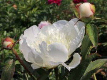 Pfingstrose 'Immaculee', Paeonia lactiflora 'Immaculee', Wurzelware von Paeonia lactiflora 'Immaculee'