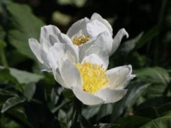 Pfingstrose 'Jan van Leeuwen', Paeonia lactiflora 'Jan van Leeuwen', Topfware von Paeonia lactiflora 'Jan van Leeuwen'