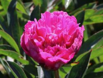 Asiatische Pfingstrose 'Kansas', Paeonia lactiflora 'Kansas', Containerware von Paeonia lactiflora 'Kansas'