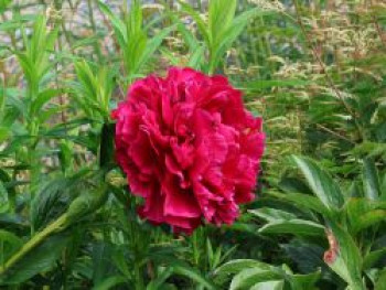 Pfingstrose 'Karl Rosenfield', Paeonia lactiflora 'Karl Rosenfield', Topfware von Paeonia lactiflora 'Karl Rosenfield'
