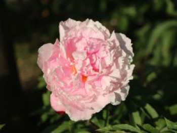 Pfingstrose 'Königin Wilhelmina', Paeonia lactiflora 'Königin Wilhelmina', Topfware von Paeonia lactiflora 'Königin Wilhelmina'