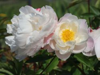 Asiatische Pfingstrose 'Lady Alexandra Duff', Paeonia lactiflora 'Lady Alexandra Duff', Topfware von Paeonia lactiflora 'Lady Alexandra Duff'