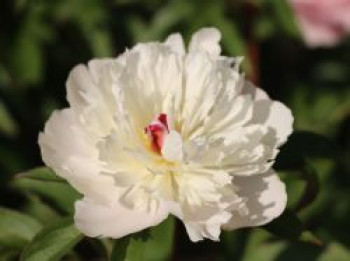 Pfingstrose 'Madame Calot', Paeonia lactiflora 'Madame Calot', Topfware von Paeonia lactiflora 'Madame Calot'