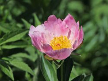 Asiatische Pfingstrose 'Nymphe', Paeonia lactiflora 'Nymphe', Containerware von Paeonia lactiflora 'Nymphe'