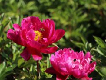 Asiatische Pfingstrose 'Paula Fay', Paeonia lactiflora 'Paula Fay', Containerware von Paeonia lactiflora 'Paula Fay'