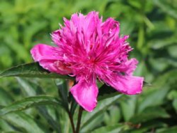 Pfingstrose 'Purple Spider', Paeonia lactiflora 'Purple Spider', Topfware von Paeonia lactiflora 'Purple Spider'