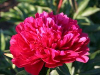 Asiatische Pfingstrose 'Red Magic', Paeonia lactiflora 'Red Magic', Containerware von Paeonia lactiflora 'Red Magic'