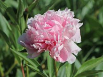 Pfingstrose 'Sarah Bernhardt', Paeonia lactiflora 'Sarah Bernhardt', Containerware von Paeonia lactiflora 'Sarah Bernhardt'