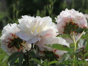 Pfingstrose 'Shirley Temple', Paeonia lactiflora 'Shirley Temple', Containerware von Paeonia lactiflora 'Shirley Temple'