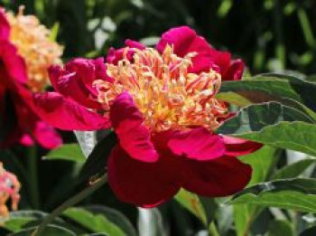 Pfingstrose 'Sword Dance', Paeonia lactiflora 'Sword Dance', Topfware von Paeonia lactiflora 'Sword Dance'
