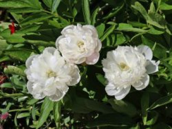 Bauerngarten-Pfingstrose 'Alba Plena', Paeonia officinalis 'Alba Plena', Wurzelware von Paeonia officinalis 'Alba Plena'