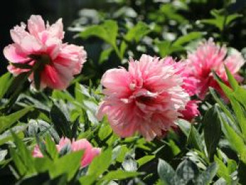 Bauerngarten-Pfingstrose 'Rosea Plena', Paeonia officinalis 'Rosea Plena', Topfware Bauerngarten-Pfingstrose 'Rosea Plena', Paeonia officinalis 'Rosea Plena', Topfware von Paeonia officinalis 'Rosea Plena'