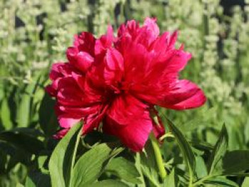 Bauerngarten-Pfingstrose 'Rubra Plena', Paeonia officinalis 'Rubra Plena', Containerware von Paeonia officinalis 'Rubra Plena'