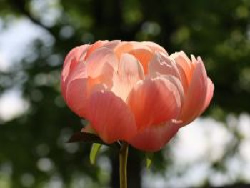 Frühblühende Pfingstrose 'Coral Charm', Paeonia x hybrida 'Coral Charm', Topfware von Paeonia x hybrida 'Coral Charm'