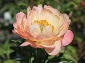 Frühblühende Pfingstrose 'Coral Sunset', Paeonia x hybrida 'Coral Sunset', Topfware von Paeonia x hybrida 'Coral Sunset'