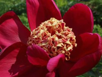 Frühblühende Pfingstrose 'Nippon Beauty', Paeonia x hybrida 'Nippon Beauty', Containerware von Paeonia x hybrida 'Nippon Beauty'