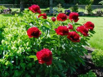 Frühblühende Pfingstrose 'Red Charme', Paeonia x hybrida 'Red Charme', Topfware von Paeonia x hybrida 'Red Charme'