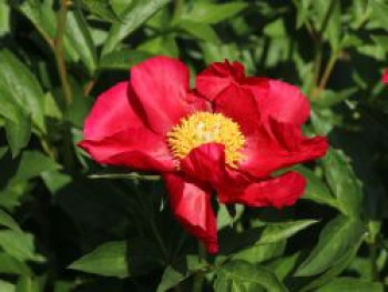 Edel-Pfingstrose 'Scarlet O'Hara', Paeonia x hybrida 'Scarlet O'Hara', Topfware von Paeonia x hybrida 'Scarlet O'Hara'