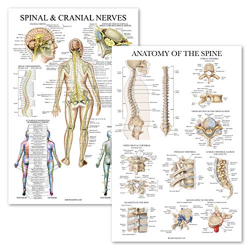 2er-Pack: Wirbelsäulen- und Kranialnerven + Anatomie der Wirbelsäule Poster-Set – 2 anatomische Diagramme – laminiert – 45,7 x 61 cm 2er-Pack: Wirbelsäulen- und Kranialnerven + Anatomie der Wirbelsäule Poster-Set – 2 anatomische Diagramme – laminiert – 45,7 x 61 cm von Palace Learning