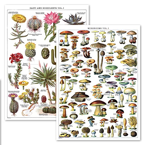 Palace Learning 2er-Pack – Vintage Sukkulenten und Kaktus + Pilz Poster Set – Kakteen & Mycologie Referenzdiagramm (laminiert, 45,7 x 61 cm) von Palace Learning