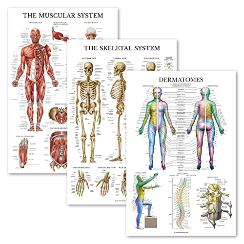 Palace Learning 3er-Pack – Muskel- + Skelett + Dermatome-Anatomie-Poster-Set – Muskel- und Skelettsystem – laminiert – 45,7 x 61 cm Palace Learning 3er-Pack – Muskel- + Skelett + Dermatome-Anatomie-Poster-Set – Muskel- und Skelettsystem – laminiert – 45,7 x 61 cm von Palace Learning