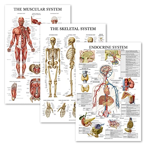 Palace Learning 3er-Pack – Muskel + Skelett + Endokrine System Anatomie Poster Set – Muskel- und Skelettsystem Anatomische Diagramme – laminiert – 45,7 x 61 cm Palace Learning 3er-Pack – Muskel + Skelett + Endokrine System Anatomie Poster Set – Muskel- und Skelettsystem Anatomische Diagramme – laminiert – 45,7 x 61 cm von Palace Learning