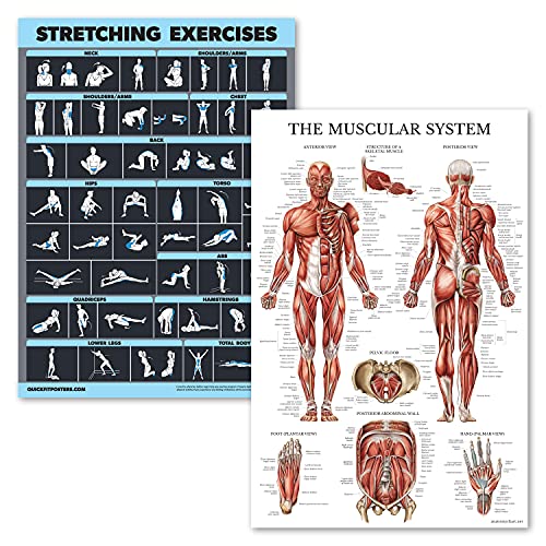 Palace Learning Laminiertes Poster für Dehnübungen und Muskelübungen – 2 laminierte Tafeln – Trainingsroutine und Muskel-Anatomie-Diagramm [dunkel] (45,7 x 61 cm) von Palace Learning