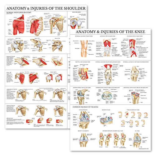 Palace Learning Poster-Set, Anatomie und Verletzungen des Knies und der Schulter, laminiert, 45,7 x 61 cm, 2 Stück von Palace Learning