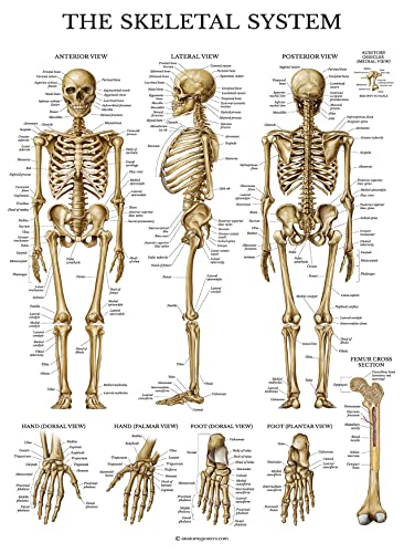 Palace Learning Skeletal System Anatomisches Diagramm – laminiert – menschliches Skelett Anatomie – doppelseitig (18 x 27) von Palace Learning