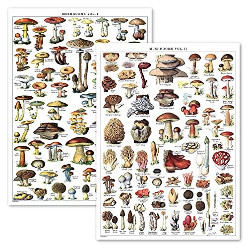Vintage Pilz-Posterdrucke – Mykologie & Pilze Botanische Identifikation Referenztabelle Band 1 & 2 (laminiert, 45,7 x 61 cm) von Palace Learning
