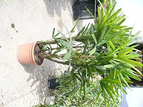 Rhapis excelsa 120-140 cm, Stecken Palme, Zimmerpalme von INUSPACE