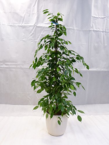 [Palmenlager] - Ficus benjamini"Exotica" 160/170 cm/Zimmerpflanze von PalmenLager.de