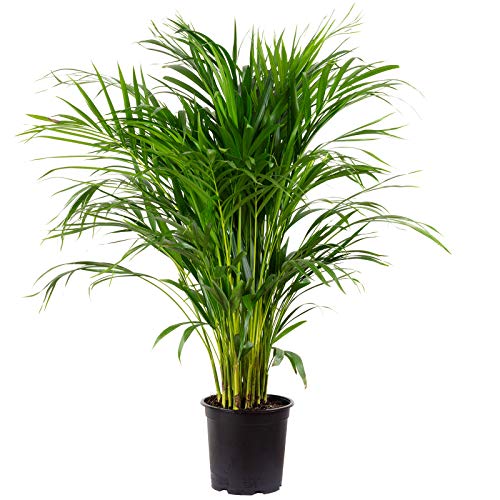 Goldfruchtpalme 130-150 cm Arecapalme Chrysalidocarpus lutescens/echte Pflanze von Blumen-Senf