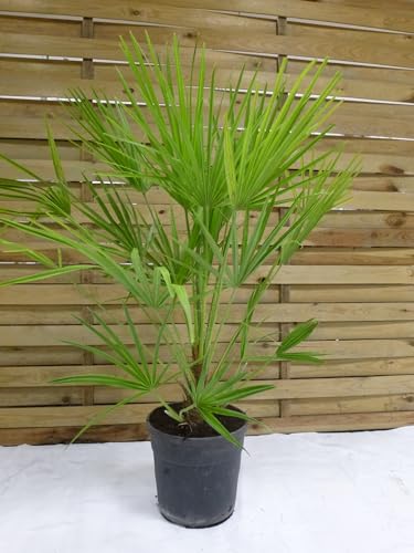 [Palmenlager] Chamaerops humilis 100 cm - Zwergpalme von PalmenLager.de