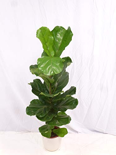 [Palmenlager] - Ficus lyrata 120 cm - Geigenfeige // Zimmerpflanze mit großen Blättern/// von PalmenLager.de