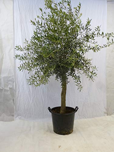 [Palmenlager] - Olivenbaum Olea europea - 180/200 cm - dicker Stamm 20/25 cm Umfang - Pot 30 ltr. von PalmenLager.de