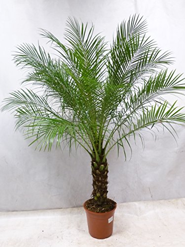 [Palmenlager] - Phoenix roebelenii Zwerg-Dattelpalme 170 cm / 50 cm Stamm/Zimmerpalme Palme von PalmenLager.de