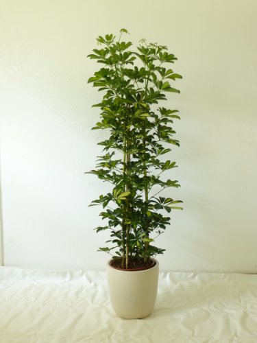 [Palmenlager] - Schefflera arboricola "Gold Capella" 100 cm - Strahlenaralie - 3er Tuff/Zimmerpflanze von PalmenLager.de