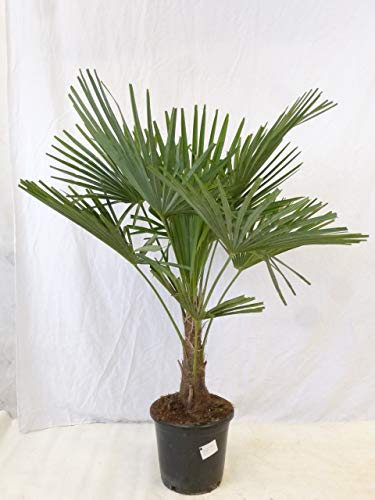 [Palmenlager] - Winterharte Palme -Trachycarpus fortunei- 130 cm - Stamm 20 cm/Chinesische Hanfpalme - 17°C von PalmenLager.de